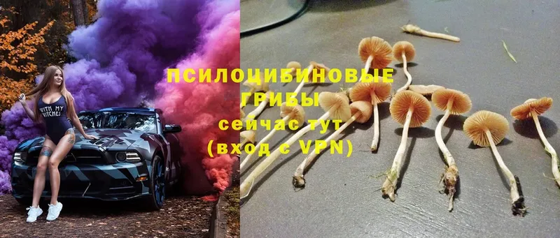 Галлюциногенные грибы Psilocybe  Конаково 